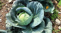 Cabbage-farming-in-kenya
